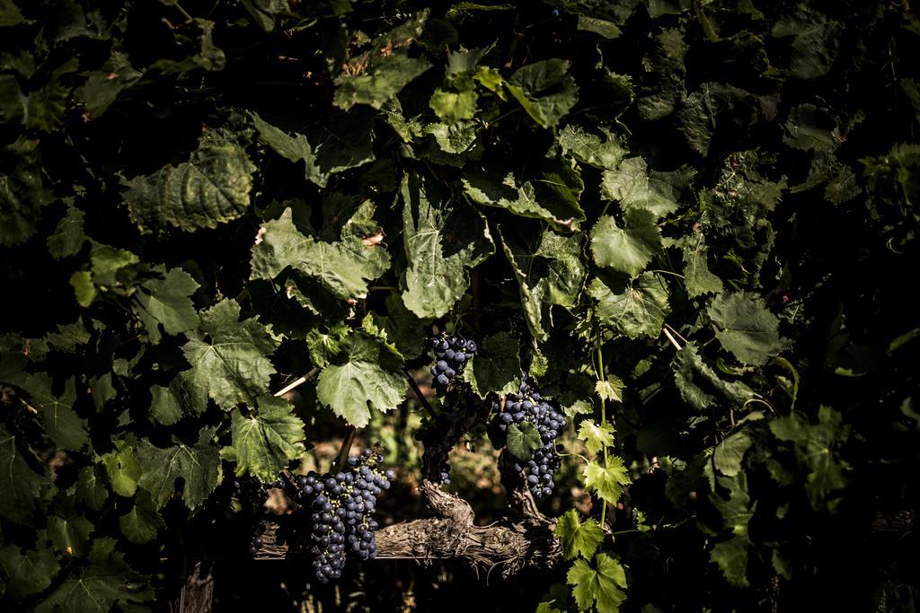 Agriturismo Il Giriatello Crotone Kültér fotó
