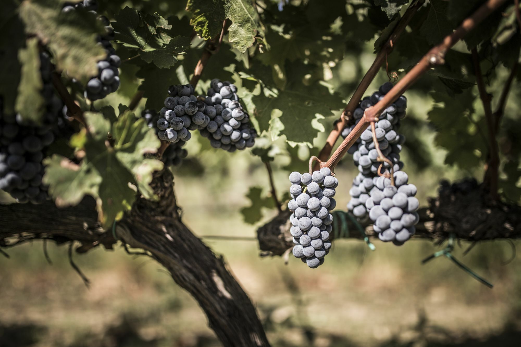 Agriturismo Il Giriatello Crotone Kültér fotó